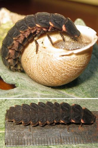 Lampyris raymondi